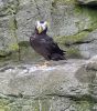 PICTURES/Oregon Coast Aquarium - Newport/t_Puffin4.jpg